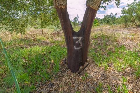 | TERRENO PARA CONSTRUÇÃO | COVAS DE COINA |