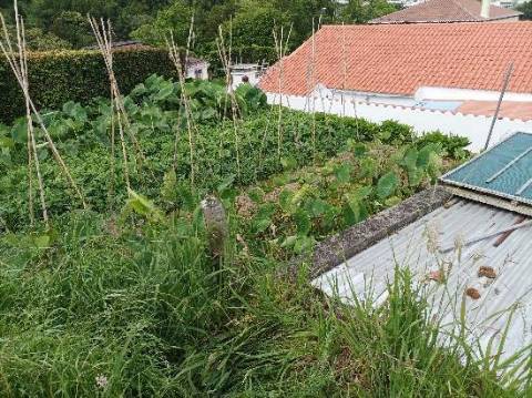 Conjunto de 3 Terrenos Rústicos de Cultura em Lomba do Cavaleiro na Povoação