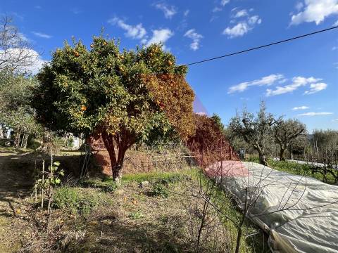 Terreno Rústico T0 Venda em Póvoa de Midões,Tábua