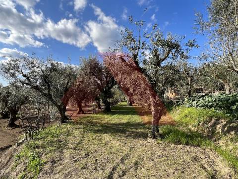 Terreno Rústico T0 Venda em Póvoa de Midões,Tábua