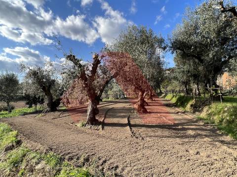 Terreno Rústico T0 Venda em Póvoa de Midões,Tábua