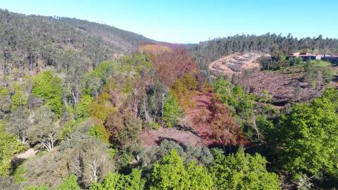 Terreno Rústico  Venda em Mouronho,Tábua