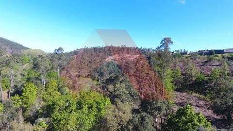 Terreno Rústico  Venda em Mouronho,Tábua