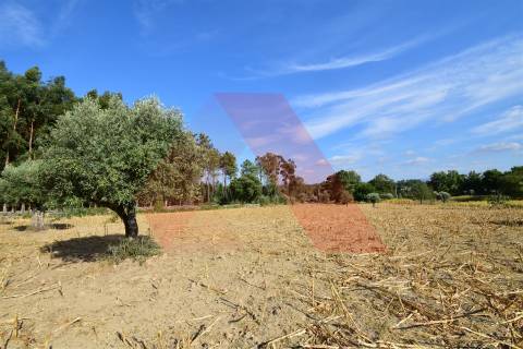 Terreno Rústico  Venda em Ázere e Covelo,Tábua