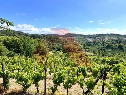 Terreno  Venda em Candosa,Tábua