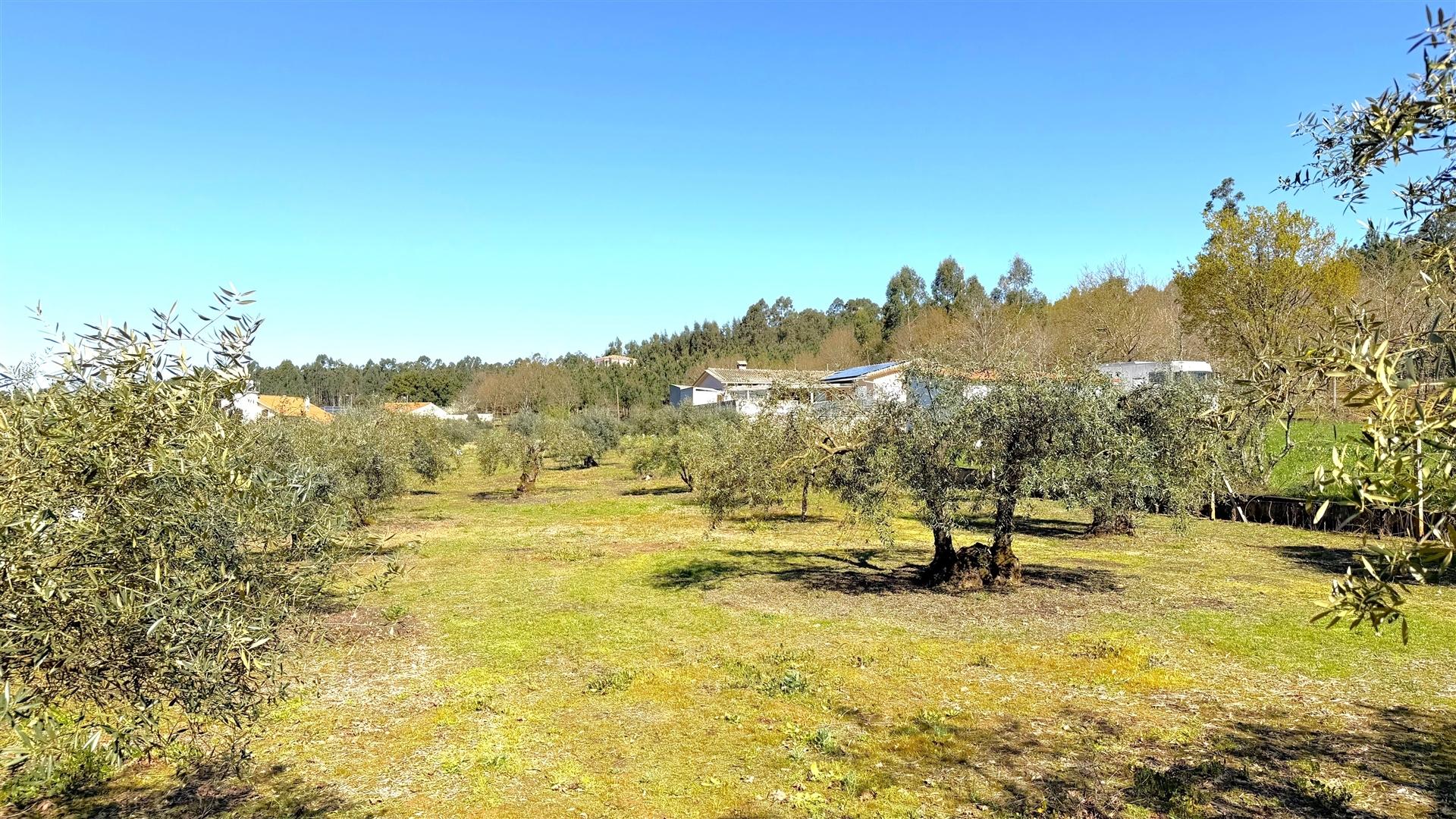 Terreno Urbano  Venda em Espariz e Sinde,Tábua