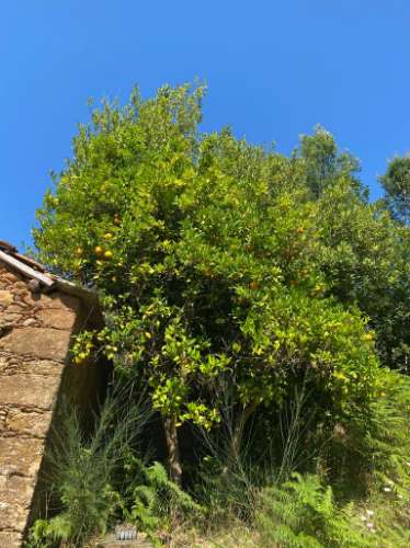 Quinta em Santa Maria da Feira