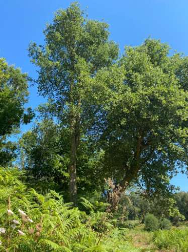 Quinta em Santa Maria da Feira