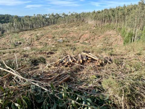 Terreno urbano em Sandim para construção