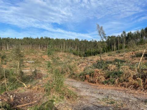 Terreno urbano em Sandim para construção