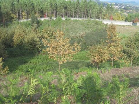 3 prédios urbanos e terreno rústicos em Rande - freguesia de Sobretâmega