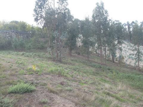 Terreno de 20000m2 com Casa de um pavimento com 6 divisões em Moira - freguesia de Constance