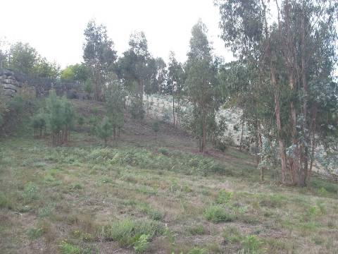 Terreno de 20000m2 com Casa de um pavimento com 6 divisões em Moira - freguesia de Constance