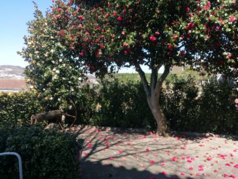 Quinta Senhorial em Pedra com Jardim, Terreno e Vista Desafogada - Um Refúgio de Charme e Tradição