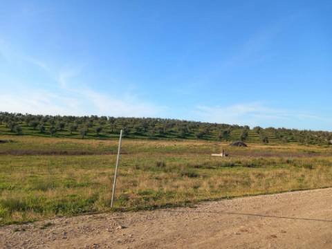 Herdade com 240 hectares - BAIXO ALENTEJO (zona de Mourão)