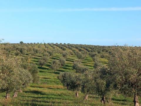 Herdade com 240 hectares - BAIXO ALENTEJO (zona de Mourão)