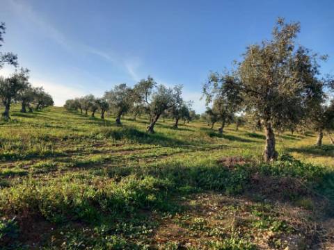 Herdade com 240 hectares - BAIXO ALENTEJO (zona de Mourão)