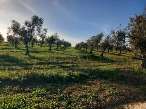 Herdade com 240 hectares - BAIXO ALENTEJO (zona de Mourão)
