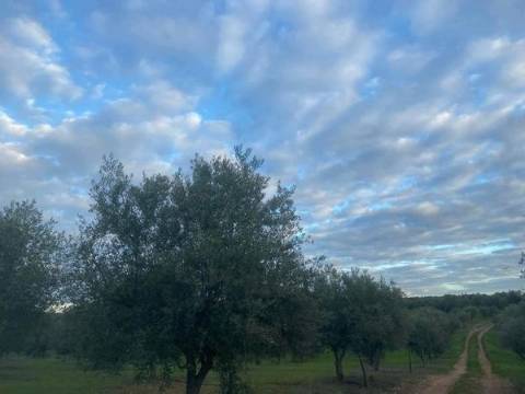 Herdade com 240 hectares - BAIXO ALENTEJO (zona de Mourão)