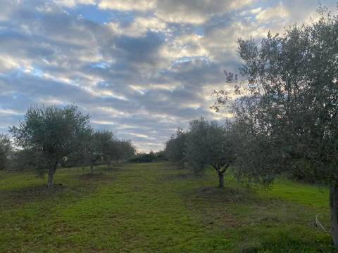 Herdade com 240 hectares - BAIXO ALENTEJO (zona de Mourão)
