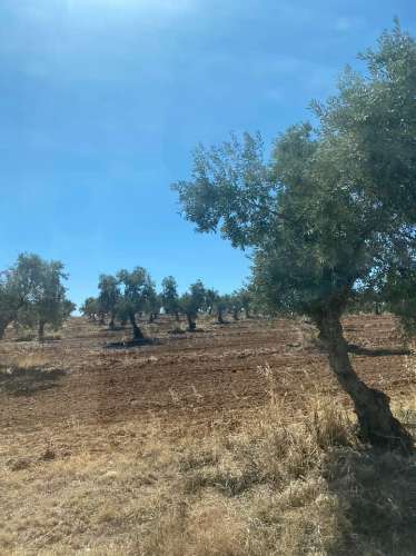 Herdade com 240 hectares - BAIXO ALENTEJO (zona de Mourão)