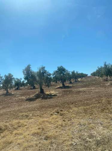 Herdade com 240 hectares - BAIXO ALENTEJO (zona de Mourão)