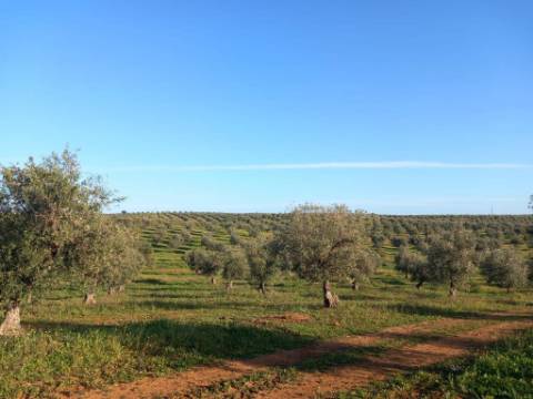 Herdade com 240 hectares - BAIXO ALENTEJO (zona de Mourão)