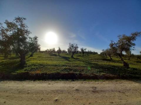 Herdade com 240 hectares - BAIXO ALENTEJO (zona de Mourão)