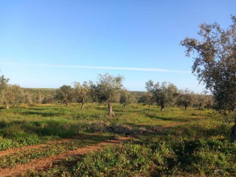 Herdade com 240 hectares - BAIXO ALENTEJO (zona de Mourão)