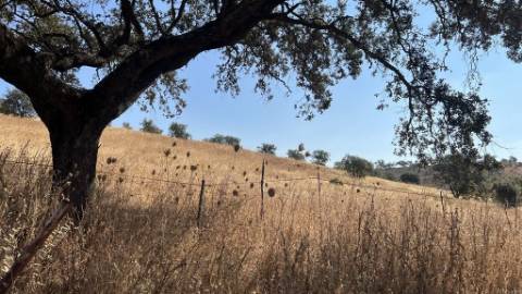 Propriedade com 24 Hectares I Potencial de investimento - PLANTAÇÃO OPUNTIA FICUS-INDICA