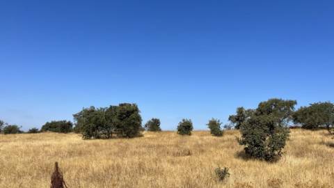 Propriedade com 24 Hectares I Potencial de investimento - PLANTAÇÃO OPUNTIA FICUS-INDICA