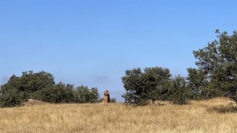 Propriedade com 24 Hectares I Potencial de investimento - PLANTAÇÃO OPUNTIA FICUS-INDICA
