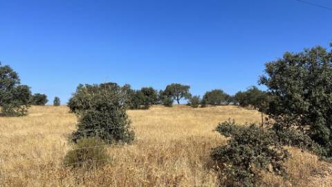 Propriedade com 24 Hectares I Potencial de investimento - PLANTAÇÃO OPUNTIA FICUS-INDICA