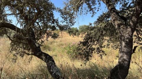 Propriedade com 24 Hectares I Potencial de investimento - PLANTAÇÃO OPUNTIA FICUS-INDICA