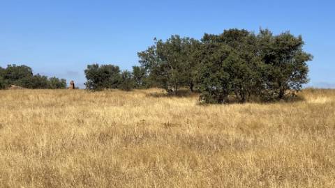 Propriedade com 24 Hectares I Potencial de investimento - PLANTAÇÃO OPUNTIA FICUS-INDICA