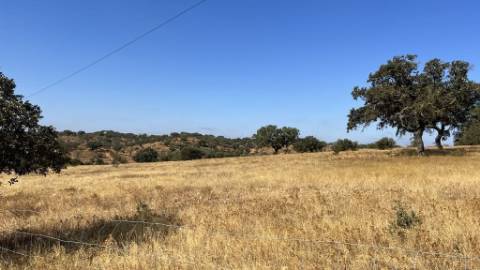 Propriedade com 24 Hectares I Potencial de investimento - PLANTAÇÃO OPUNTIA FICUS-INDICA