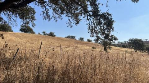 Propriedade com 24 Hectares I Potencial de investimento - PLANTAÇÃO OPUNTIA FICUS-INDICA