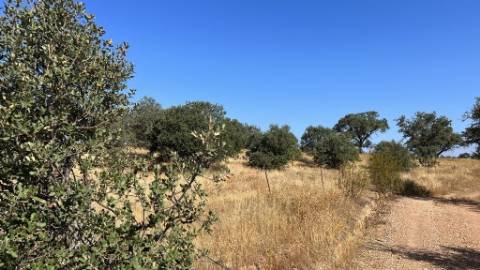 Propriedade com 24 Hectares I Potencial de investimento - PLANTAÇÃO OPUNTIA FICUS-INDICA