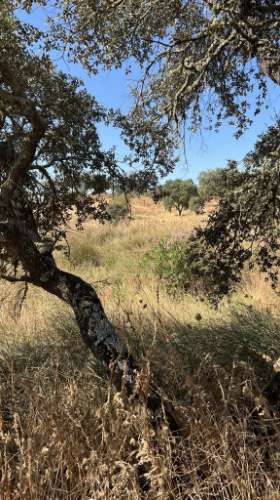 Propriedade com 24 Hectares I Potencial de investimento - PLANTAÇÃO OPUNTIA FICUS-INDICA