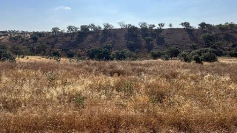 Propriedade com 24 Hectares I Potencial de investimento - PLANTAÇÃO OPUNTIA FICUS-INDICA
