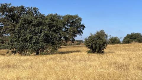 Propriedade com 24 Hectares I Potencial de investimento - PLANTAÇÃO OPUNTIA FICUS-INDICA