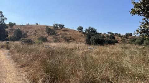 Propriedade com 24 Hectares I Potencial de investimento - PLANTAÇÃO OPUNTIA FICUS-INDICA