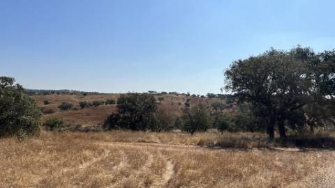 Propriedade com 24 Hectares I Potencial de investimento - PLANTAÇÃO OPUNTIA FICUS-INDICA