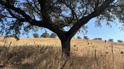 Propriedade com 24 Hectares I Potencial de investimento - PLANTAÇÃO OPUNTIA FICUS-INDICA