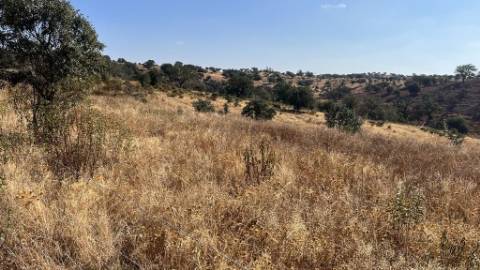 Propriedade com 24 Hectares I Potencial de investimento - PLANTAÇÃO OPUNTIA FICUS-INDICA