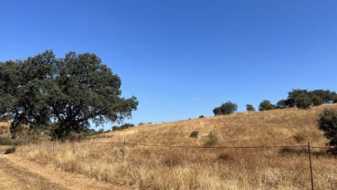 Propriedade com 24 Hectares I Potencial de investimento - PLANTAÇÃO OPUNTIA FICUS-INDICA