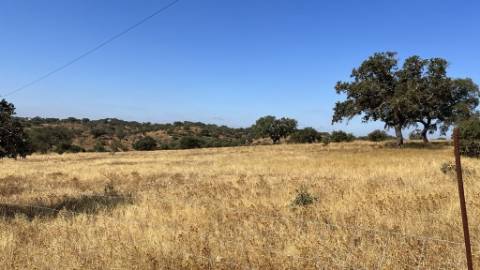 Propriedade com 24 Hectares I Potencial de investimento - PLANTAÇÃO OPUNTIA FICUS-INDICA