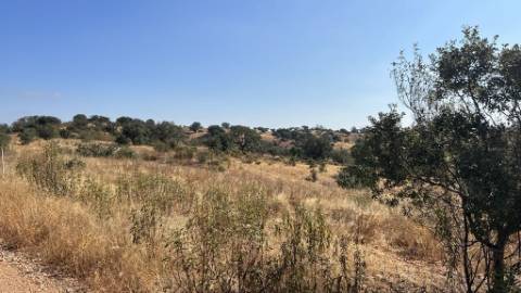 Propriedade com 24 Hectares I Potencial de investimento - PLANTAÇÃO OPUNTIA FICUS-INDICA