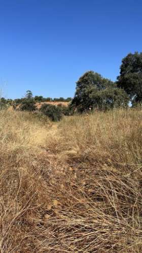 Propriedade com 24 Hectares I Potencial de investimento - PLANTAÇÃO OPUNTIA FICUS-INDICA