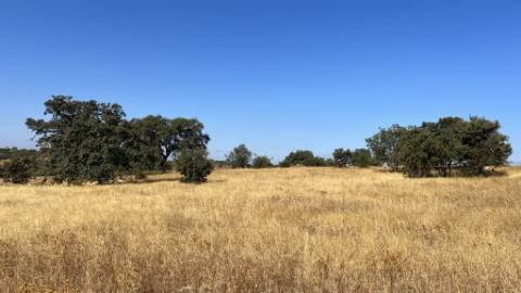 Propriedade com 24 Hectares I Potencial de investimento - PLANTAÇÃO OPUNTIA FICUS-INDICA